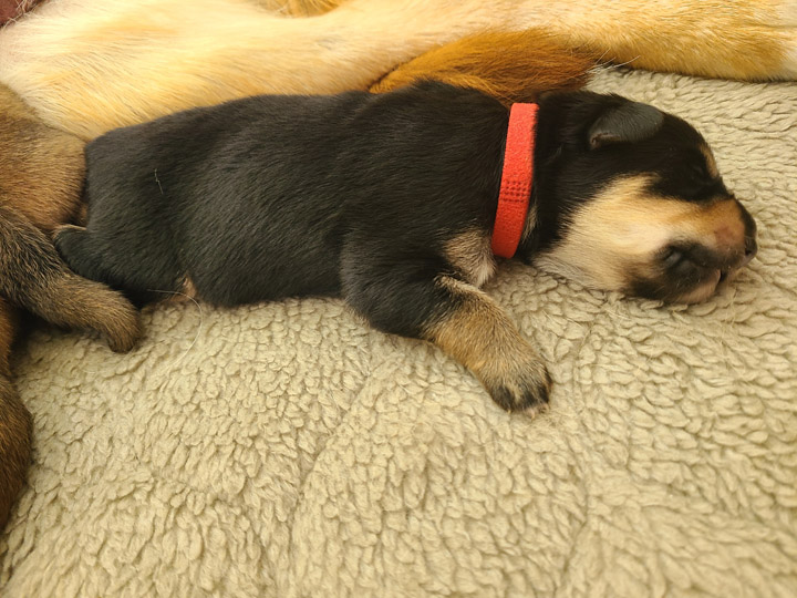 chinook dog